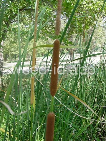 cattail, southern